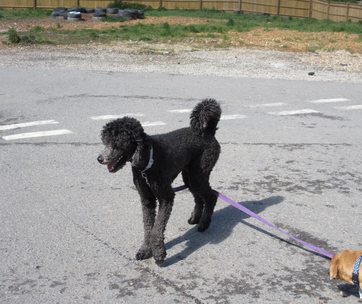 Poodle on a 10m long lead for dog training.
